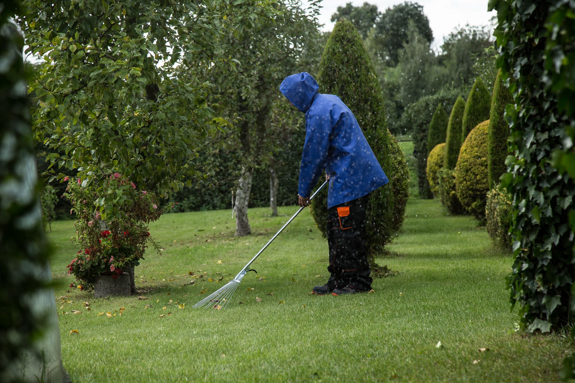 A groundskeeper working among clipped evergreens in a garden
