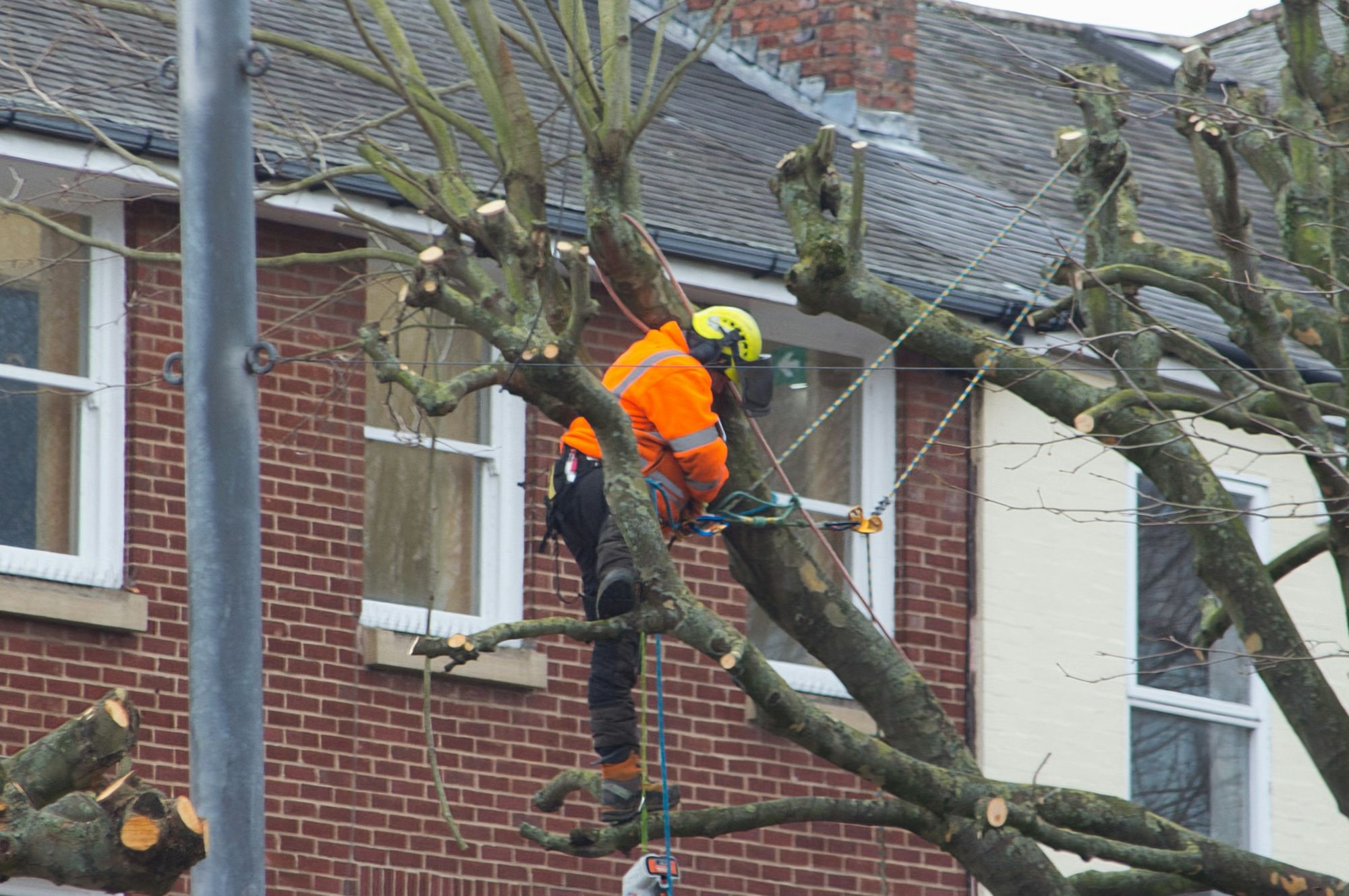 An arborist pruning a tree beside a brick house