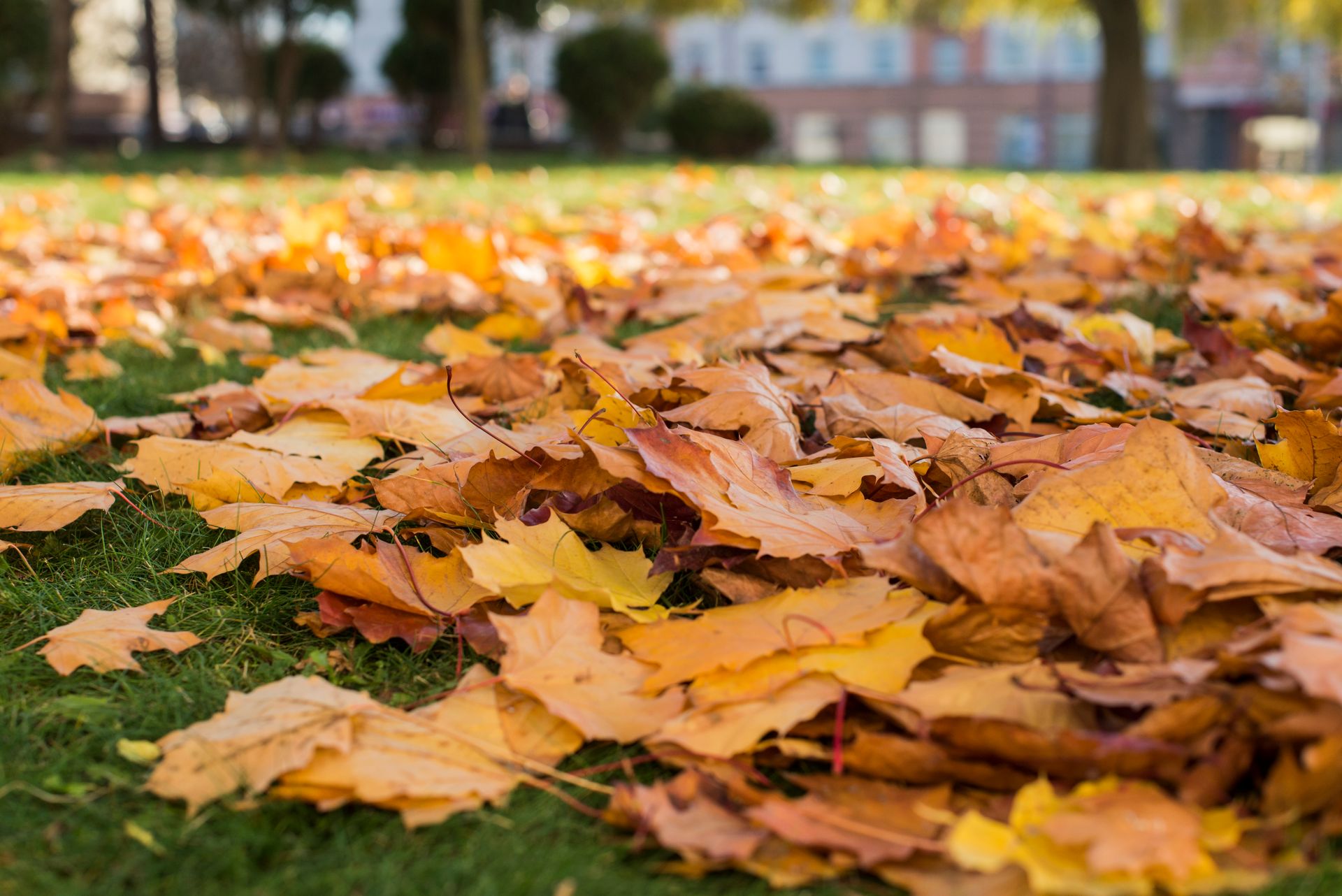 Autumn leaves scattered across a green lawn