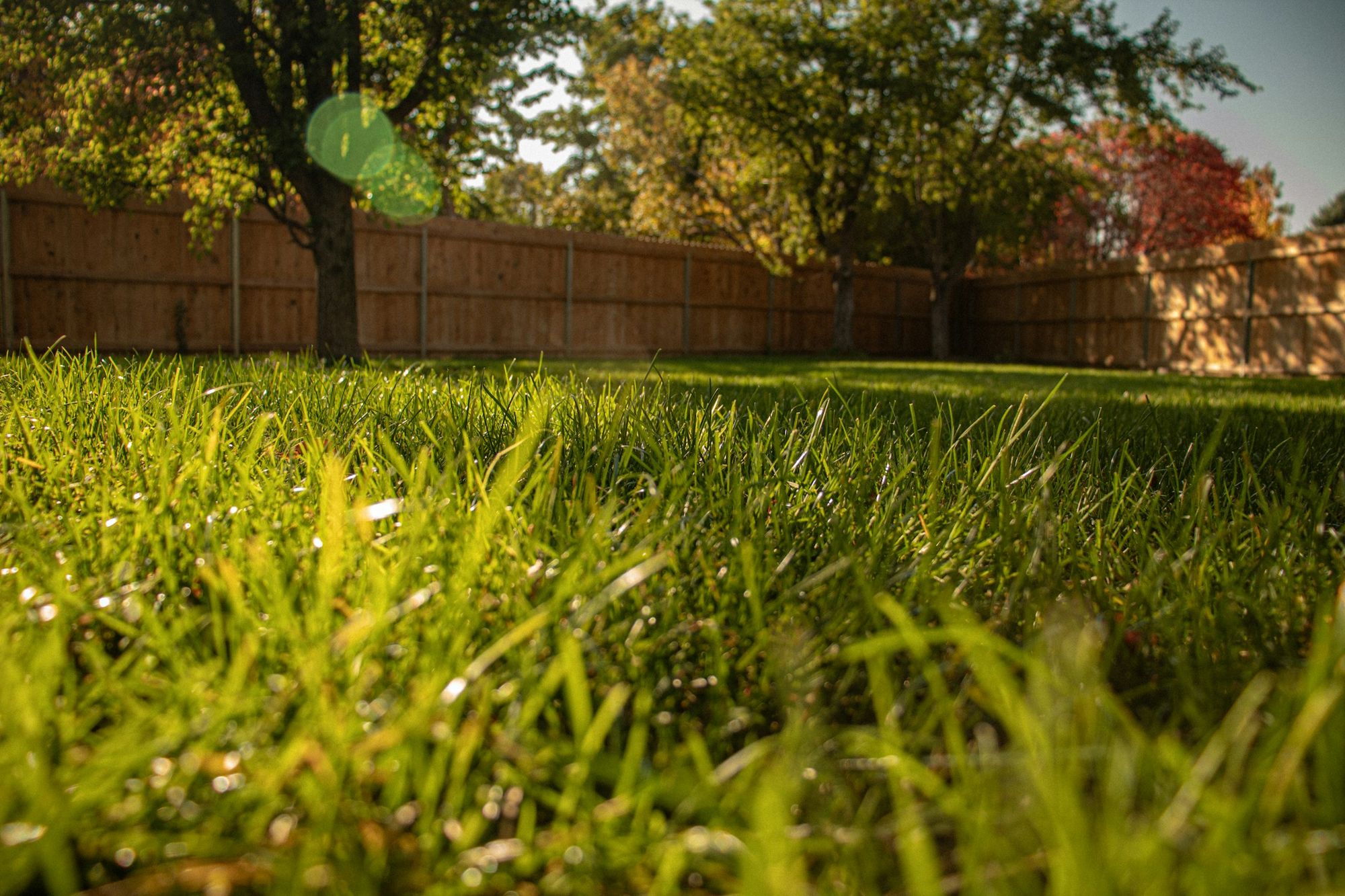 A close view of healthy green turf in a backyard