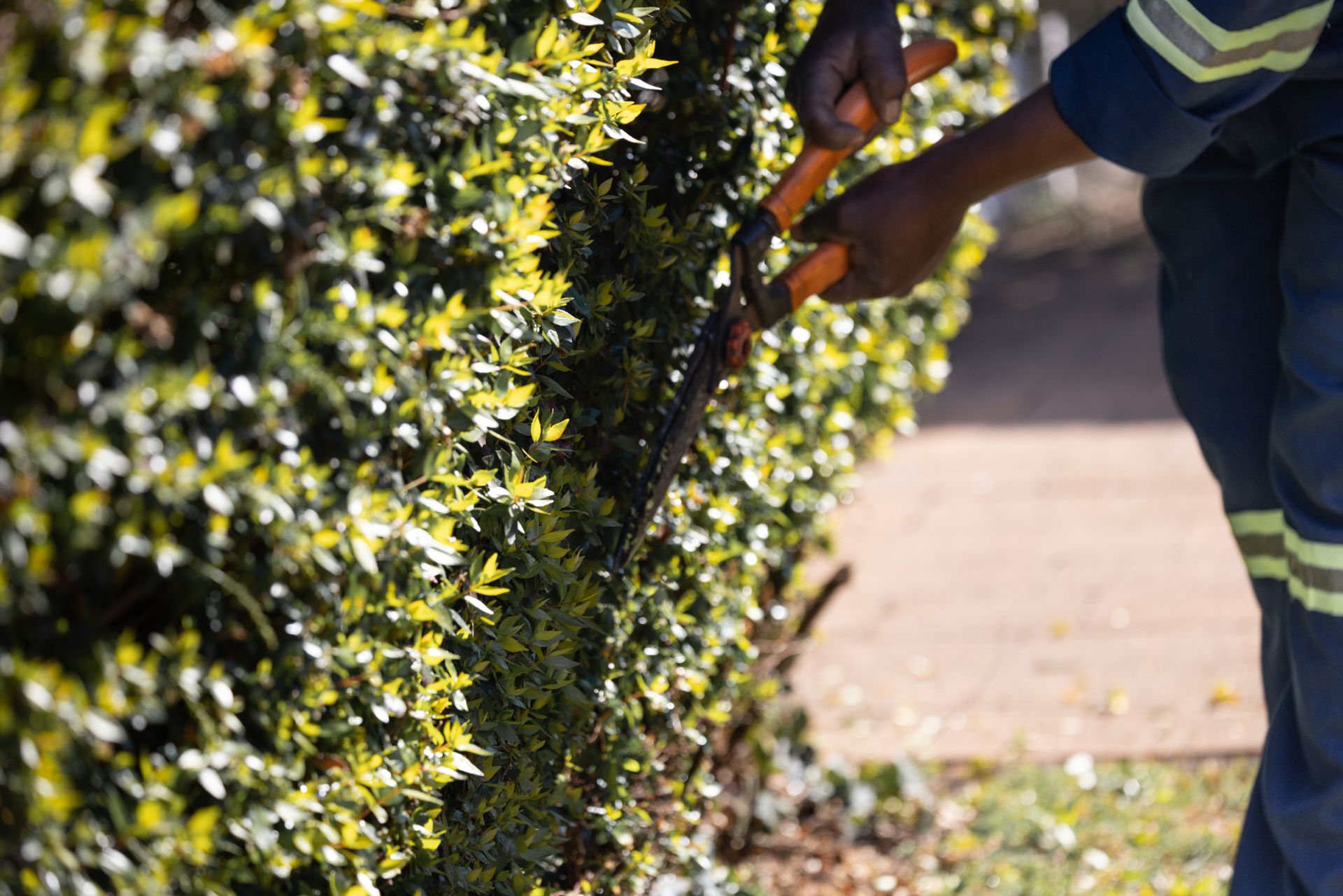 A crew member shaping a hedge with a hedge trimmer