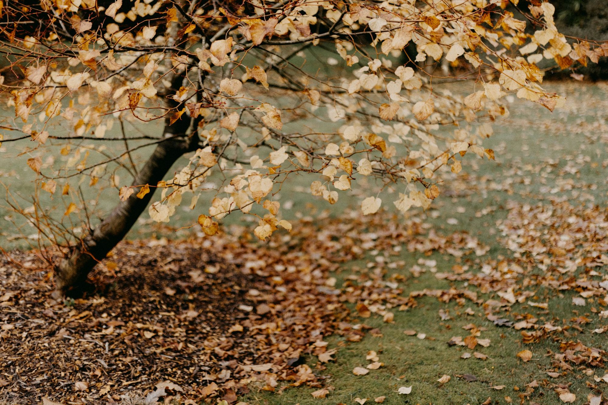 Fallen autumn leaves beneath a tree