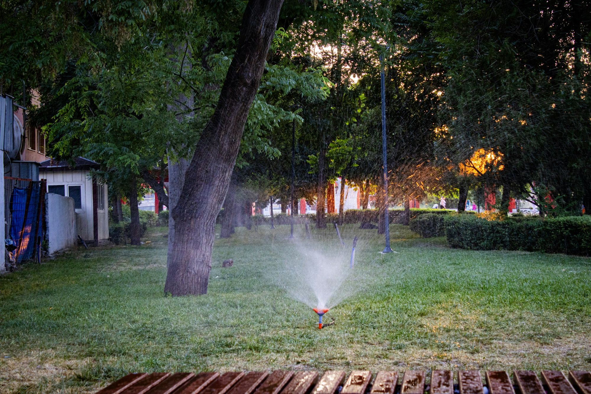 A sprinkler watering a lawn in early-morning light