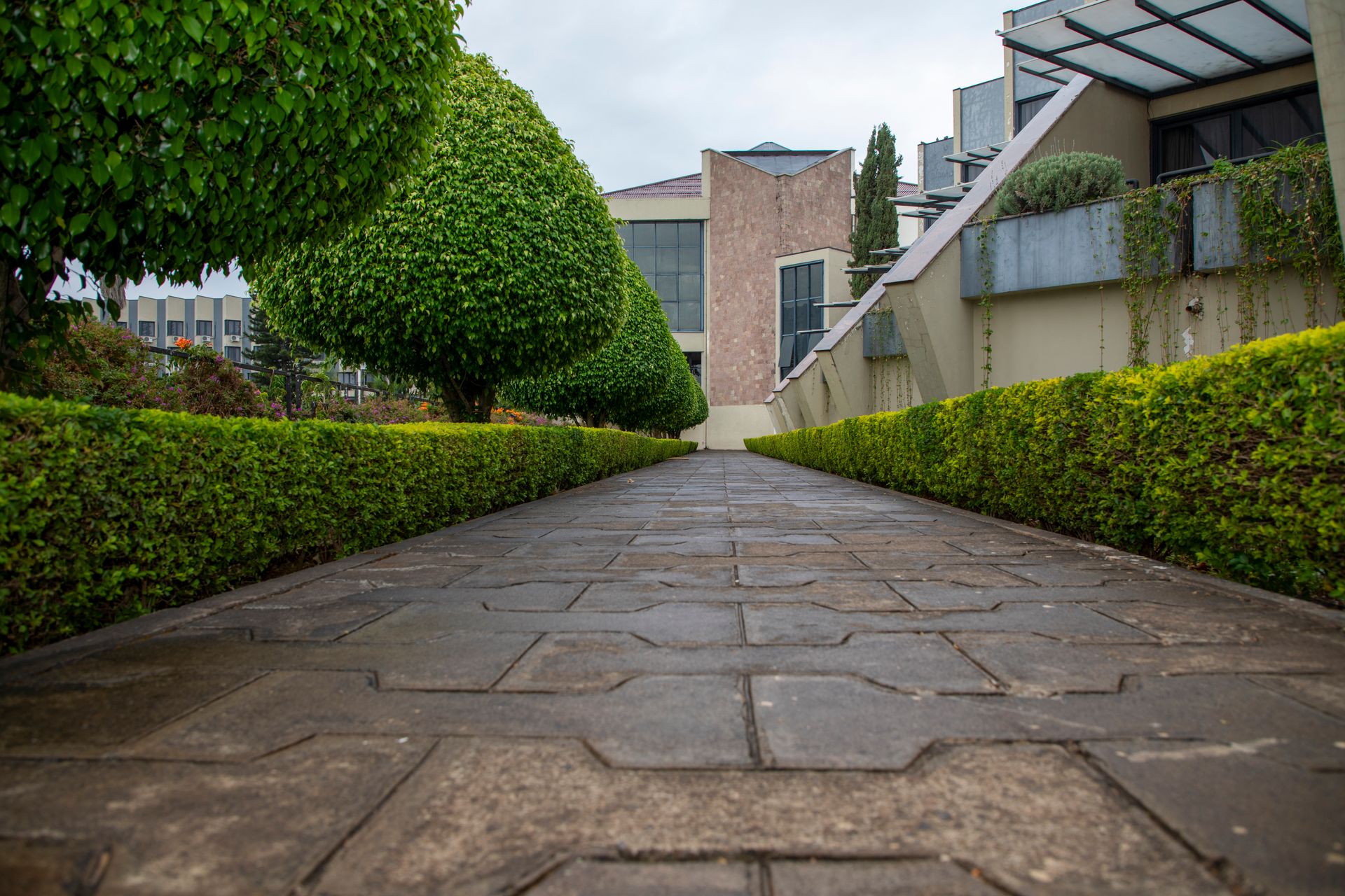 A stone walkway between rounded clipped hedges beside an office building