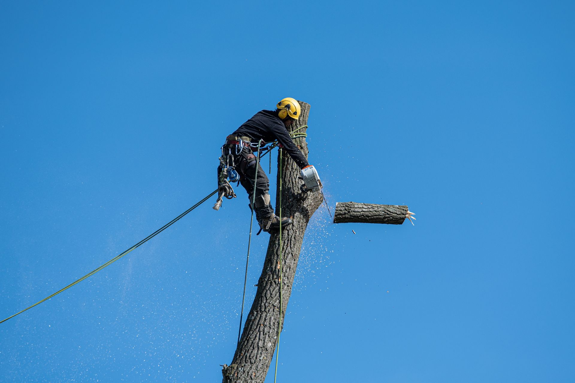 An arborist roped to a tree trunk during a removal, against a blue sky