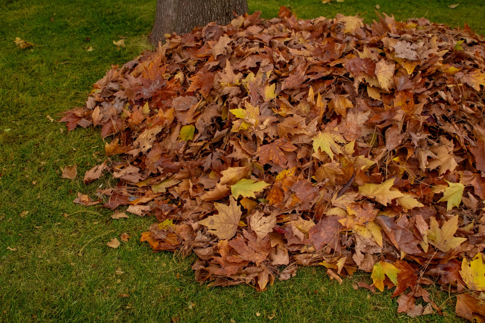 A pile of raked autumn leaves on a lawn